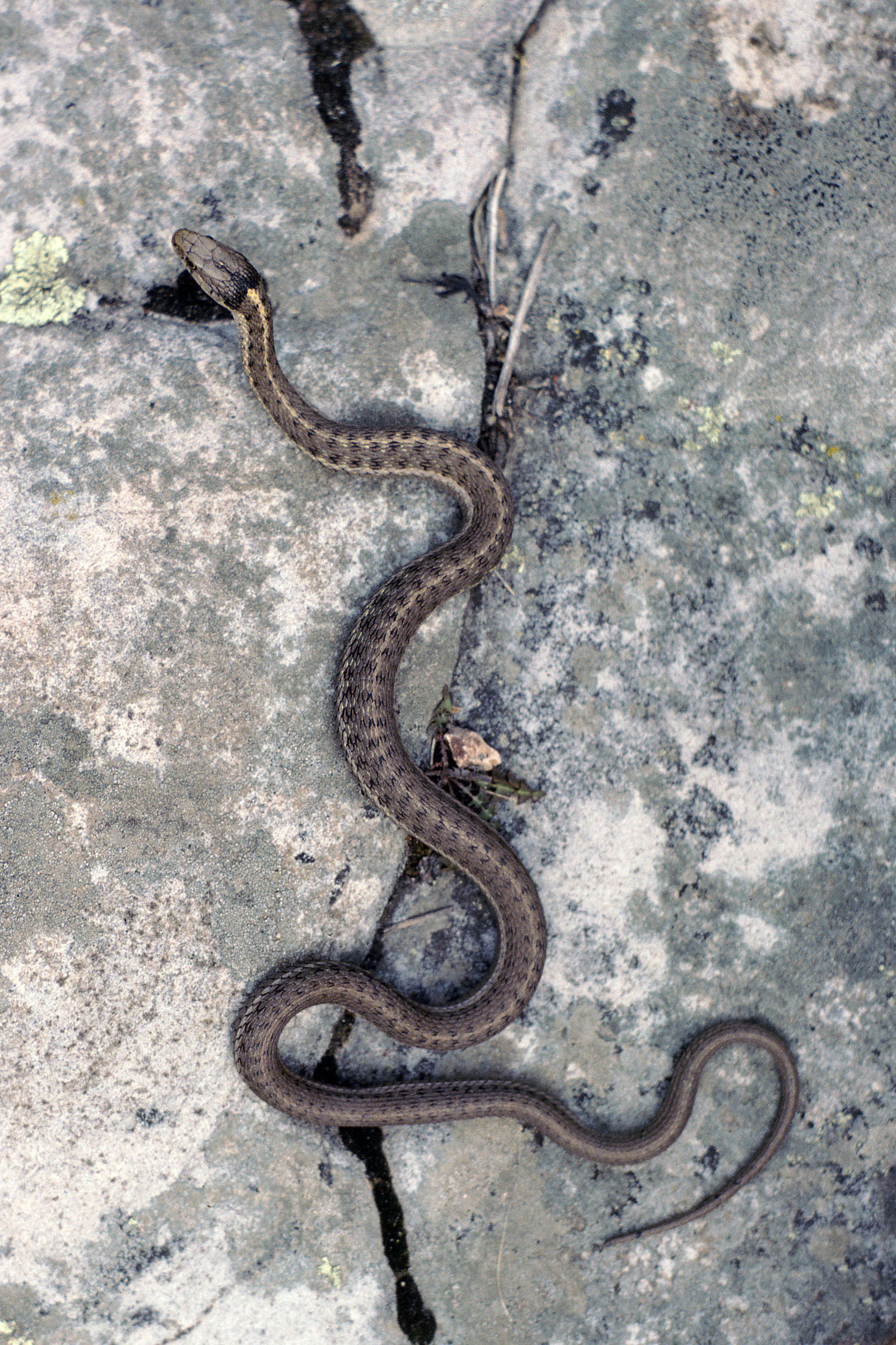 Редкие змеи фото File:Colubridae- Thamnophis elegans vagrans (Western Terrestrial Garter Snake).j