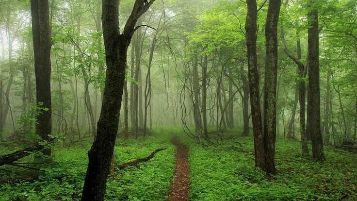 Редкий лес фото Картинка природа. Лес, деревья, природа, туман, тропинка, пейзаж. Appalachian tr