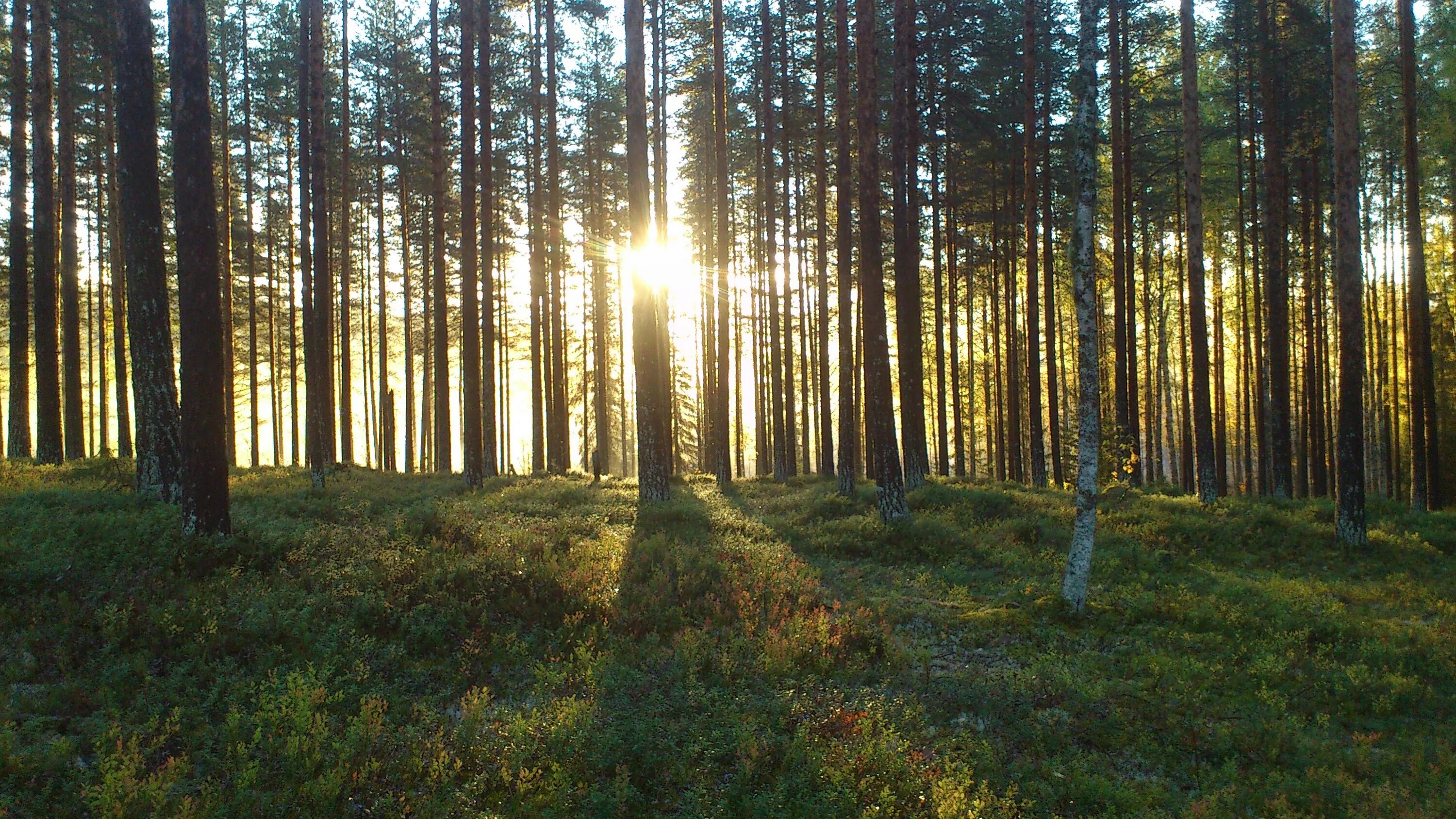 Редкий лес фото Free Images : tree, wilderness, branch, light, sun, meadow, sunlight, morning, p