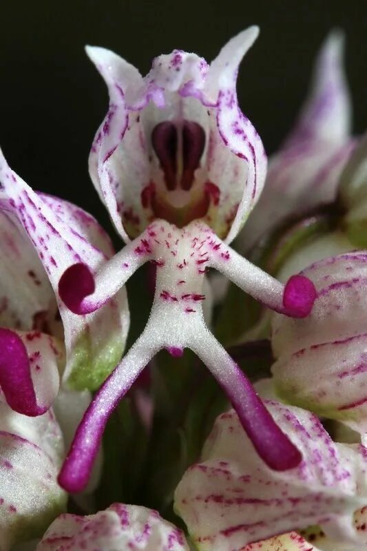 Редкий вид цветка орхидея в ульяновске фото Les 20 plus belles orchidées du monde Strange flowers, Unusual flowers, Beautifu