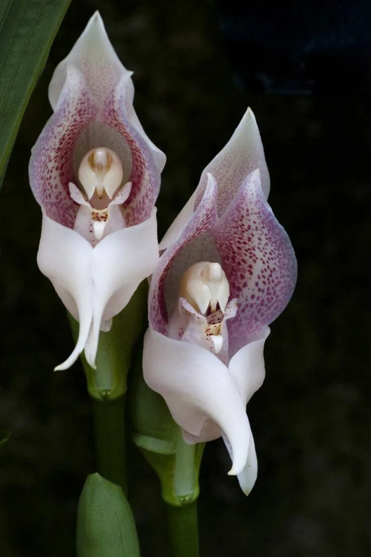 Редкий вид цветка орхидея в ульяновске фото freefotopia.com Unusual flowers, Orchid flower, Rare flowers