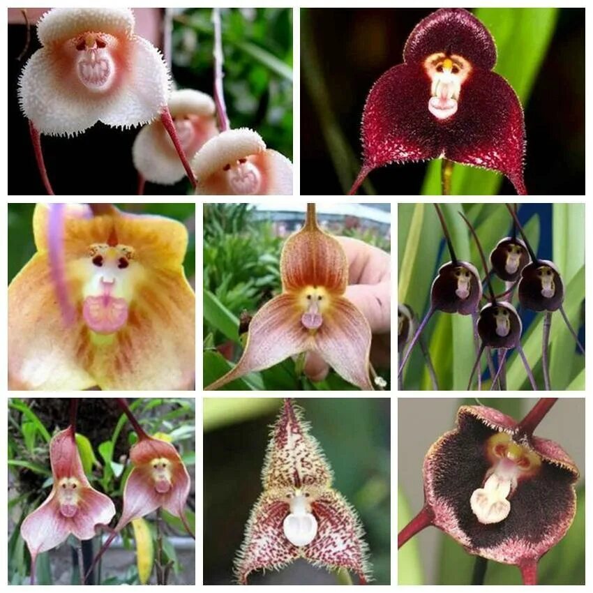 Редкий вид цветка орхидея в ульяновске фото 10PCS Seed Monkey Face Orchid Family Flower Type Peculiar Bonsai Garden Random e