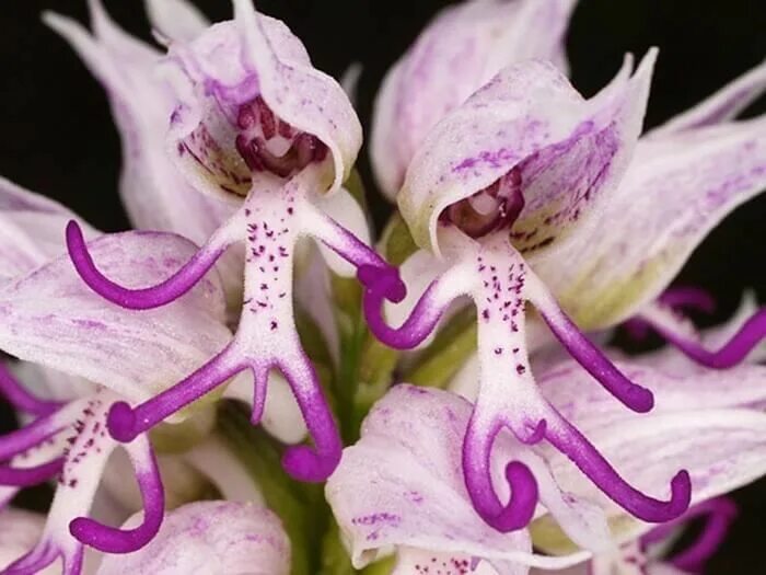 Редкий вид цветка орхидея в ульяновске фото Orchis Italica Семена цветов, Цветки орхидеи, Идеи посадки растений