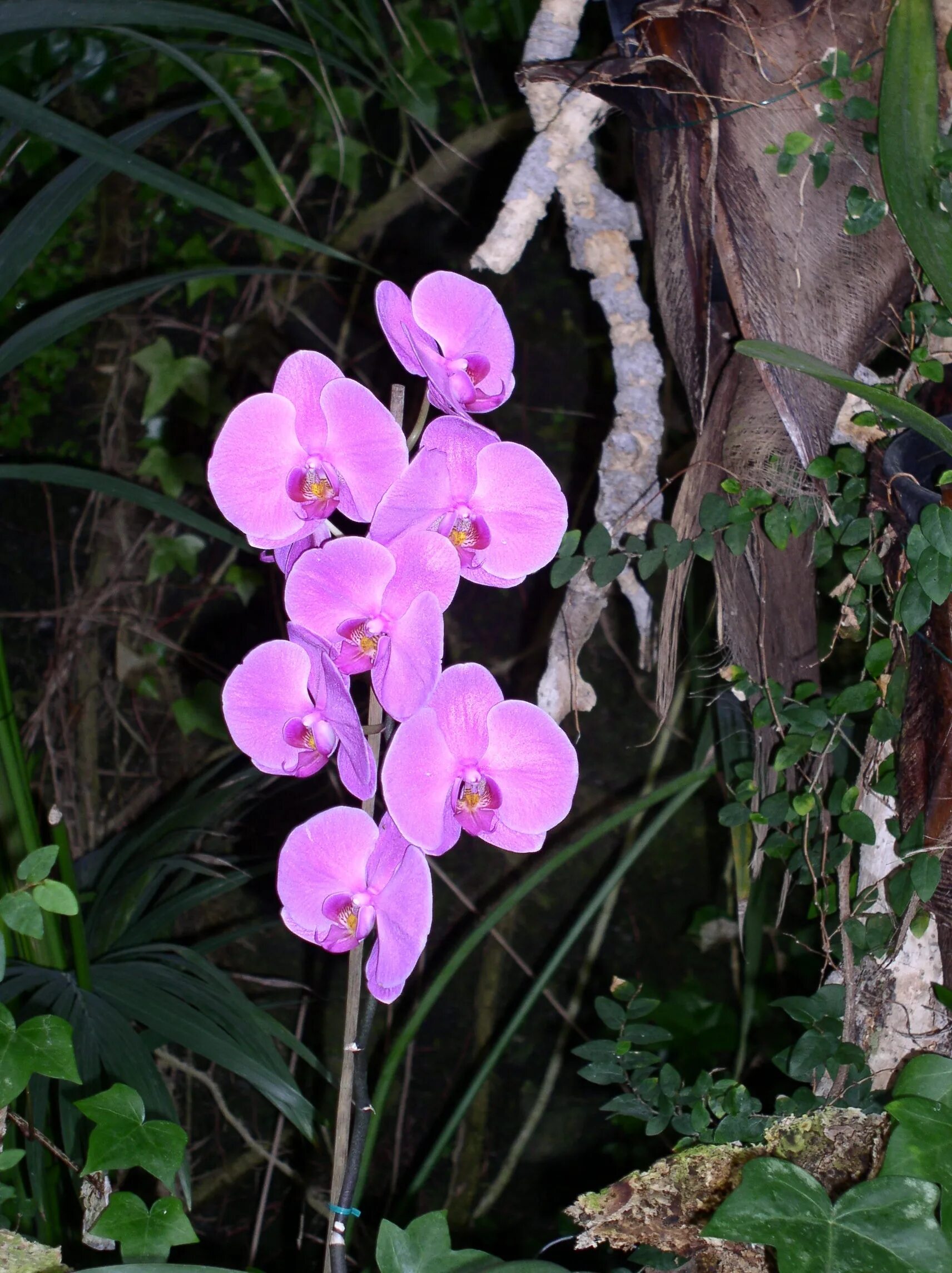 Редкий вид цветка орхидея в ульяновске фото Fotos gratis : florecer, botánica, rosado, flora, orquídea, flor silvestre, plan