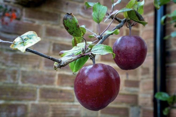 Редлав одиссо яблоня фото Red Love Apple: Varieties, Taste And Cultivation