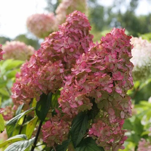 Редлайт гортензия фото Fire Light ® - Panicle Hydrangea - Hydrangea paniculata