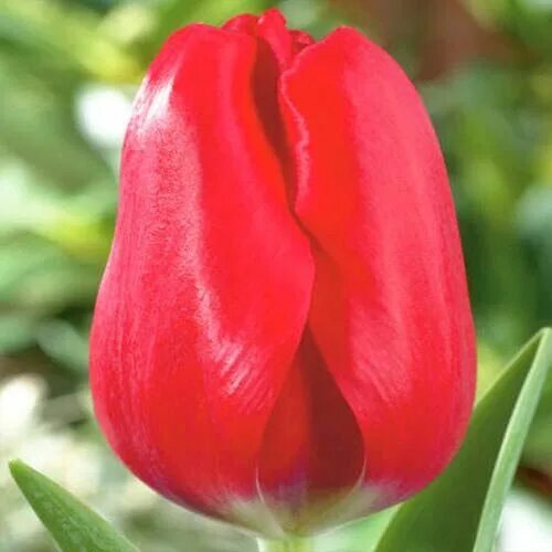 Tulip Trade Event 2019 assortment Фото Jan de Wit en Zonen B.V.