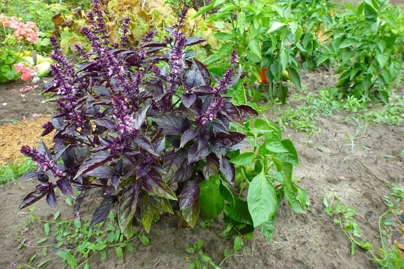 базилик - Поиск в Google Herbs, Natural antibiotics, Benefits of basil