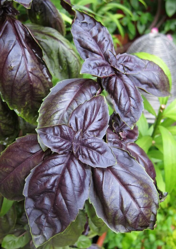 Реган трава фото и описание Purple Basil Basil seeds, Basil, Garden supplies