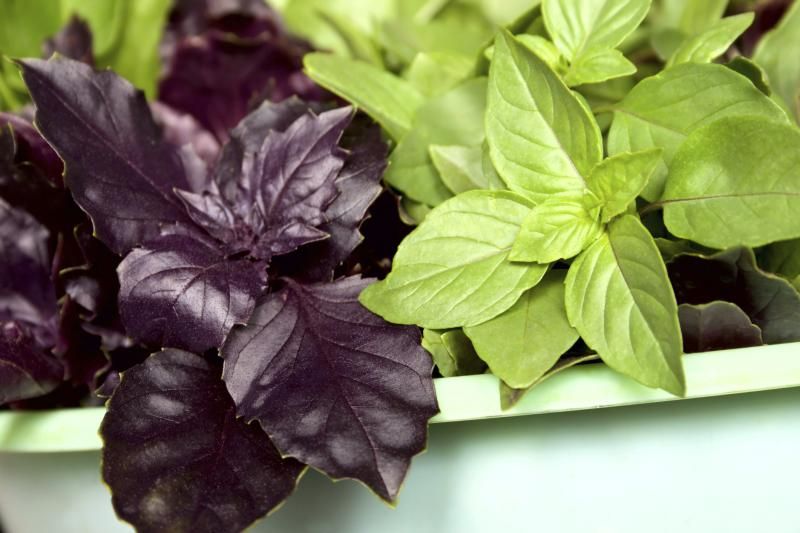 Реган трава фото и описание How to Grow Purple Basil eHow Basil plant, Types of basil, Vegetable garden fert