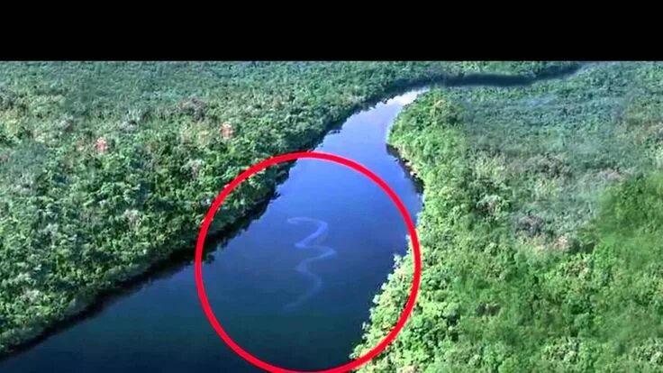 Река амазонка и ее обитатели фото Giant Anaconda in the Amazon River