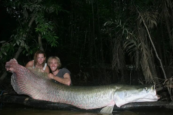 Река амазонка и ее обитатели фото arapaima+-+big+huge+world+record+igfa+gigante+pesce+biggest+fishes+fish+of+the+w