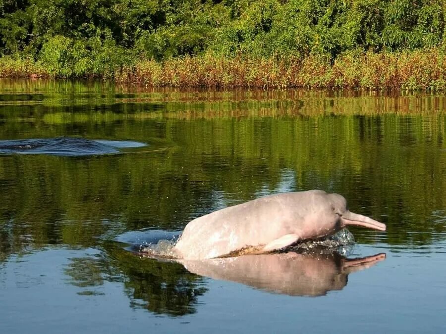 Река амазонка и ее обитатели фото Explore the Amazon Jungle of Iquitos Peru Tours