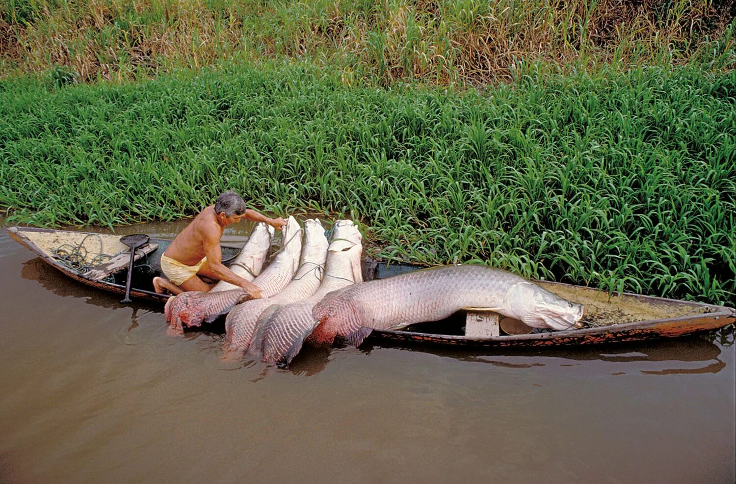 Река амазонка и ее обитатели фото Arapaima gigas (Schinz, 1822)