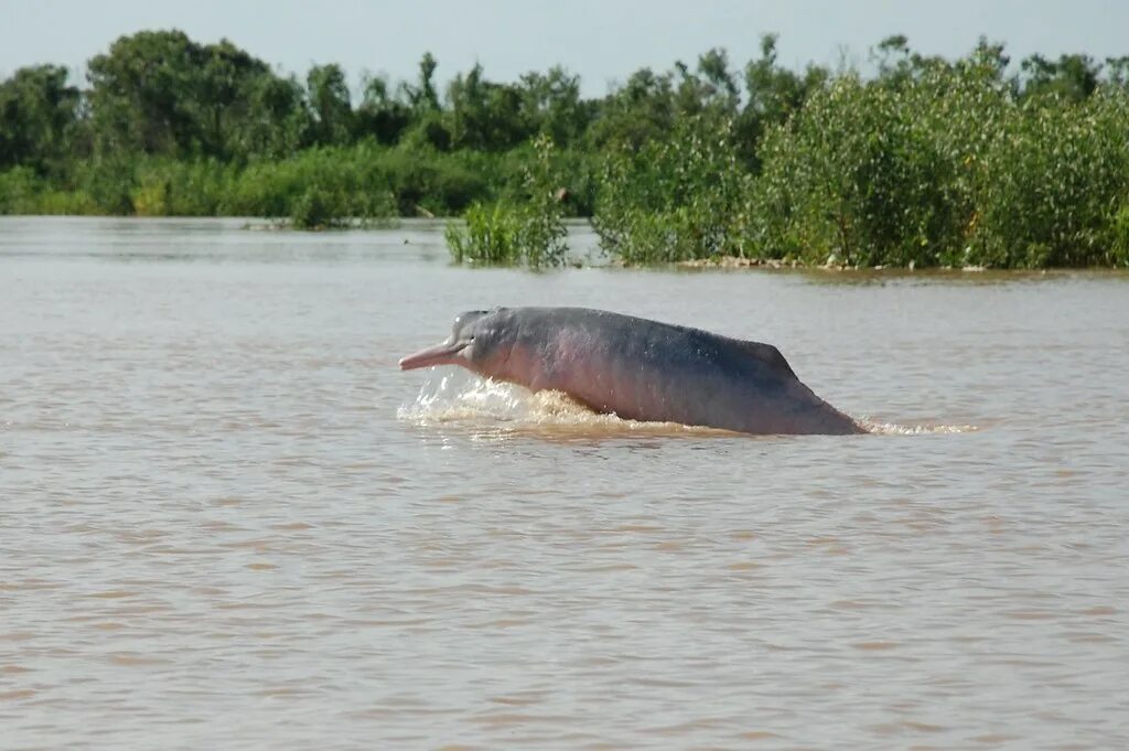 Река амазонка и ее обитатели фото river dolphin ollie harridge Flickr