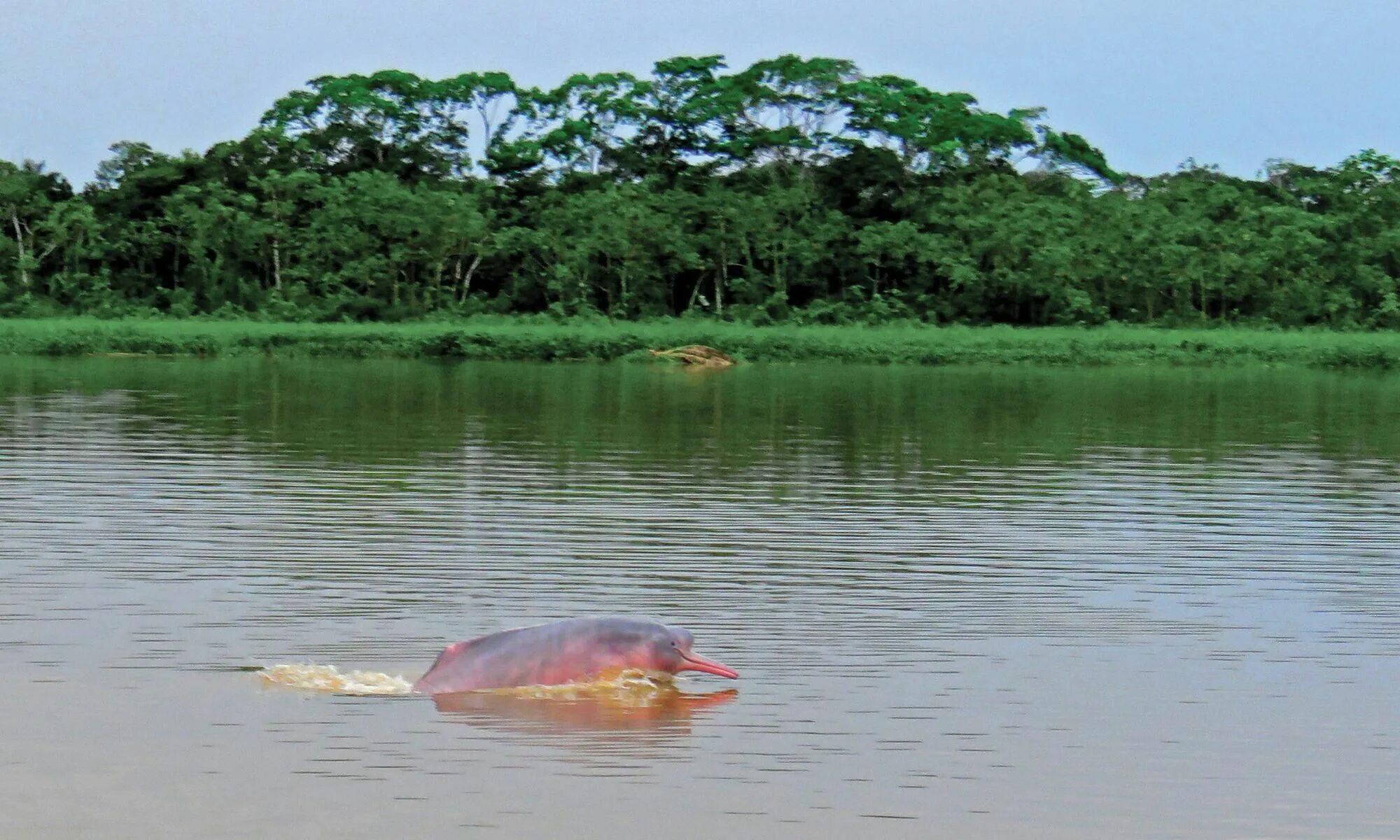 Река амазонка и ее обитатели фото Amazon rainforest animals pink river dolphin Amazon rainforest animals, Amazon r