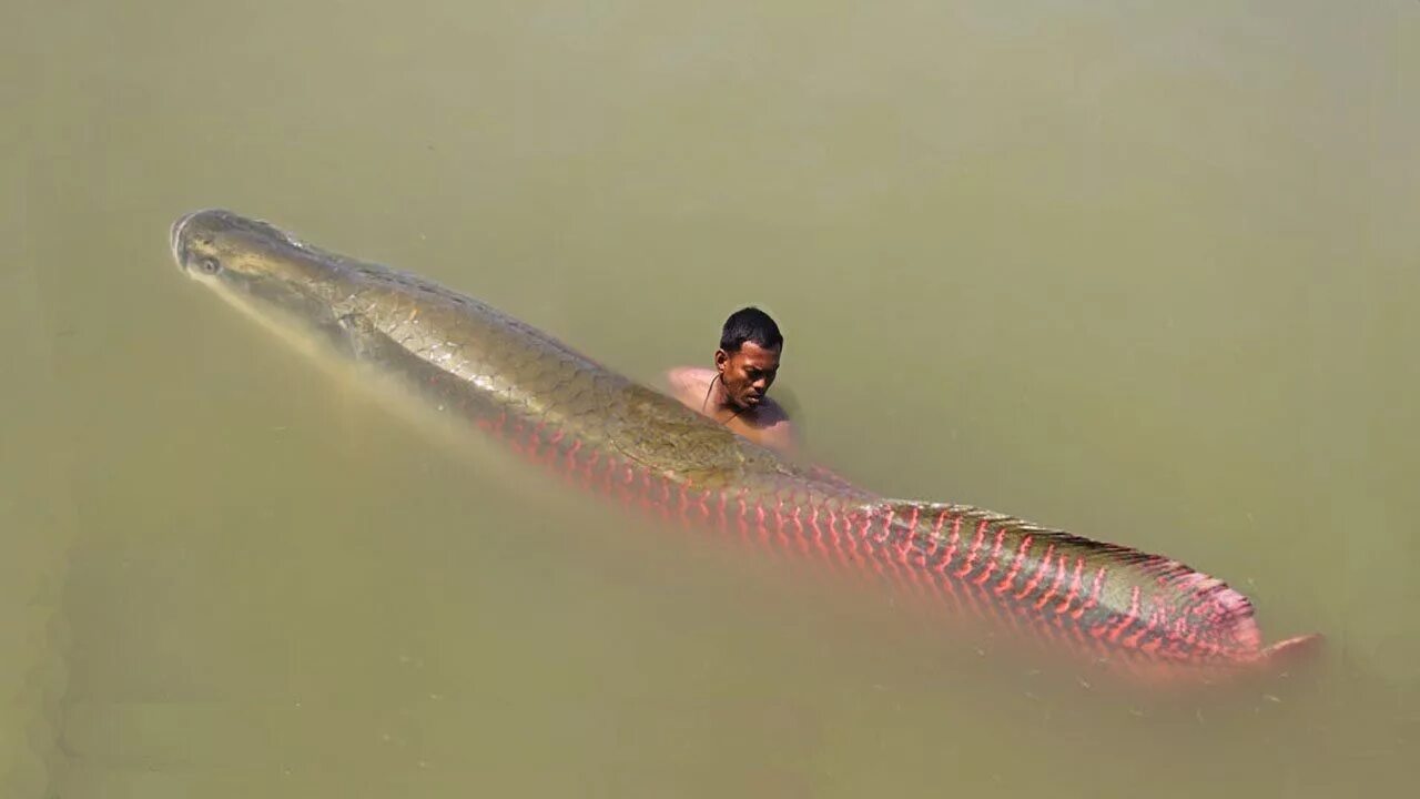 Река амазонка и ее обитатели фото Arapaima. L'Arapaima gigas est le plus gros poisson d'eau douce d'Amérique du Su