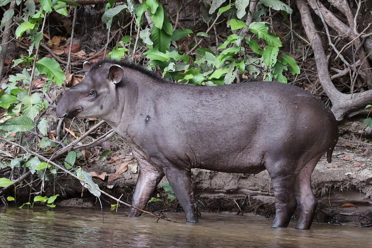 Река амазонка и ее обитатели фото South American Tapir Creatures of the World Wikia Fandom