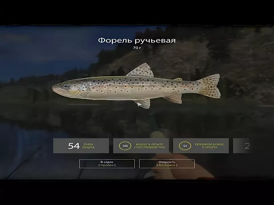 Река белая на что ловить Społeczność Steam :: Wideo :: Russian Fishing 4 Река Белая. Фидеры. Форель