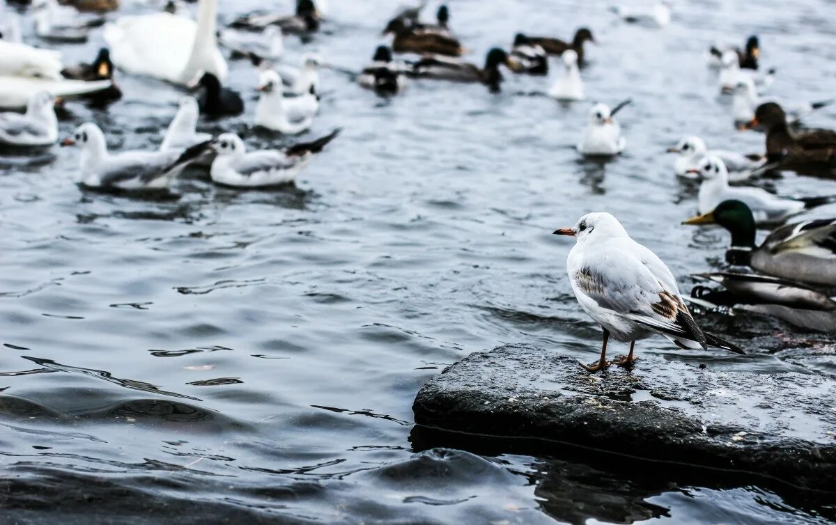 Река чаек фото Free Images : sea, water, snow, cold, winter, bird, lake, animal, seabird, river