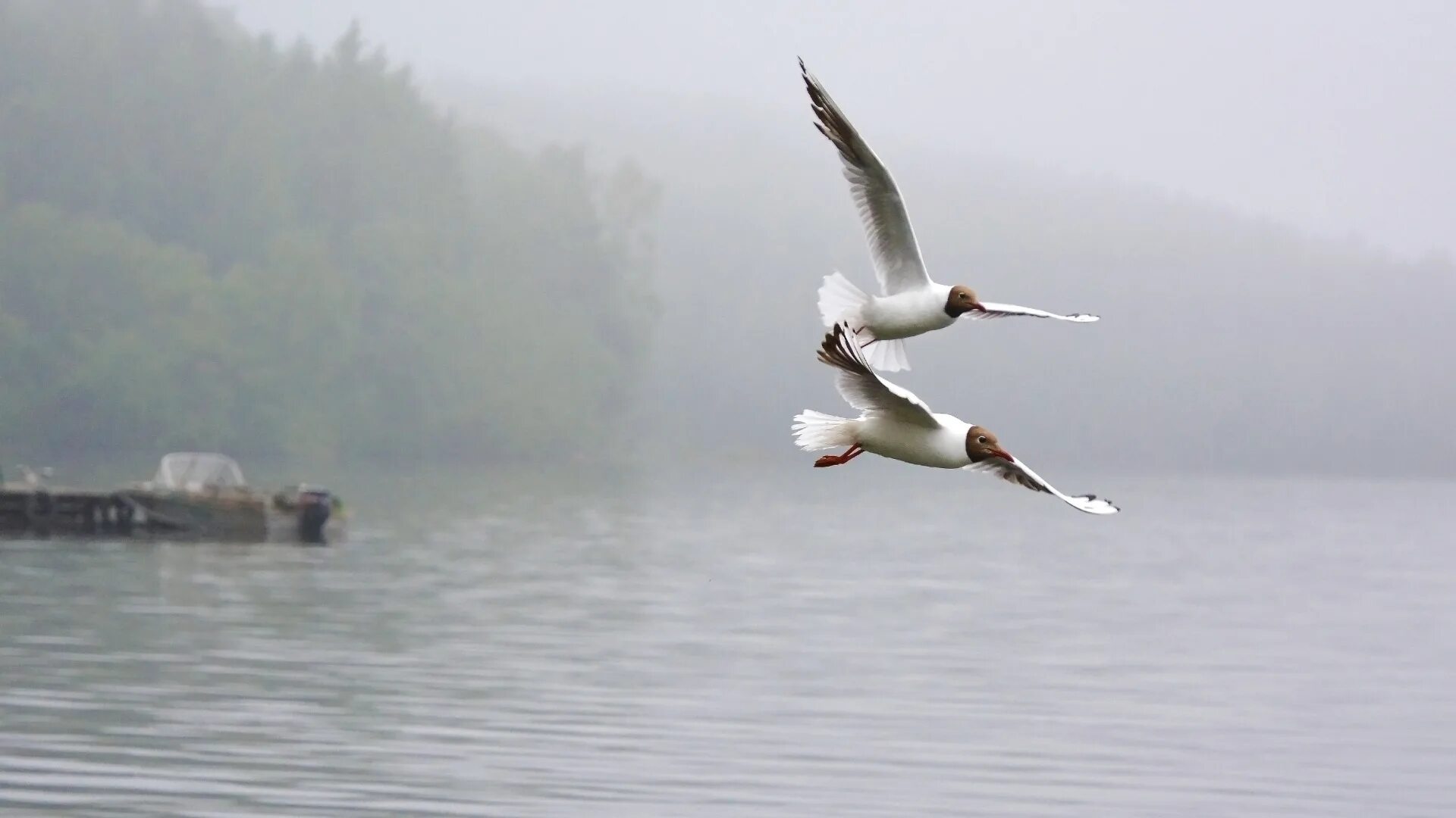 Река чаек фото Download wallpaper wave, water, flight, landscape, birds, nature, lake, bird, se