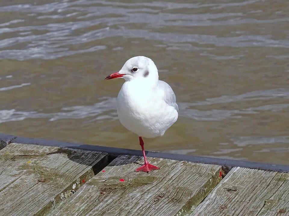 Река чаек фото Water Bird Elbe River Seagull-20 Inch By 30 Inch Laminated Poster With Bright Co