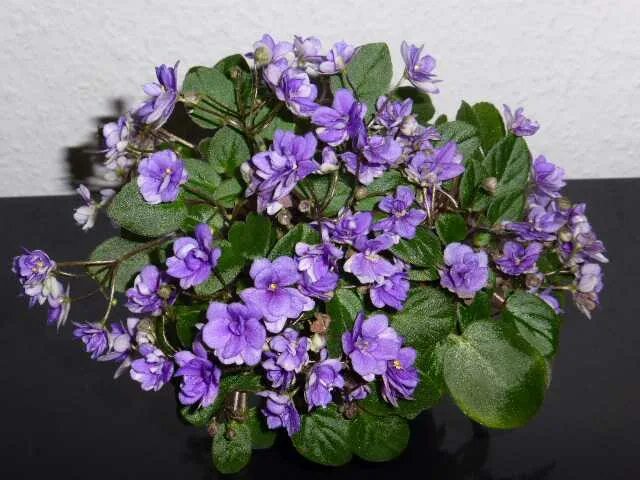 Река фиалка фото Фиалки, Usumbaraveilchen, African violet - Мир растений