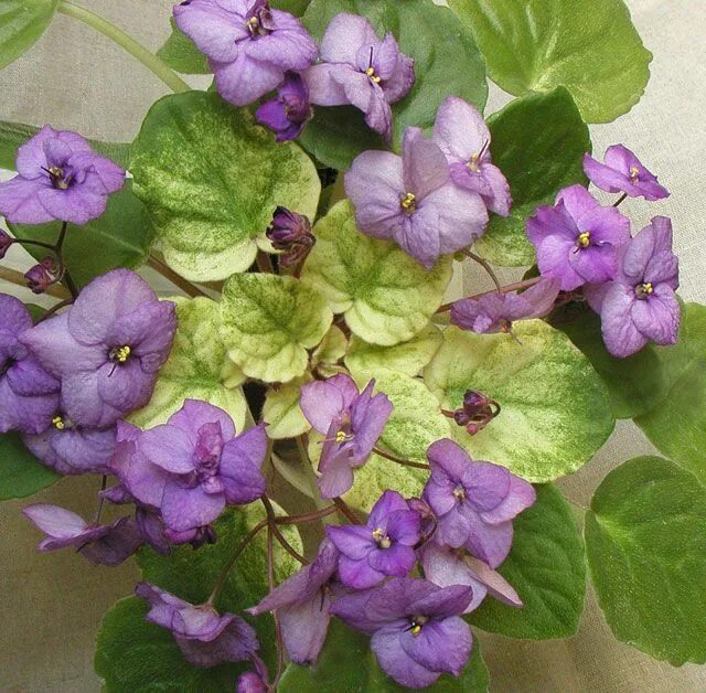 Река фиалка фото 23-Река Ока African violets, Plants, African