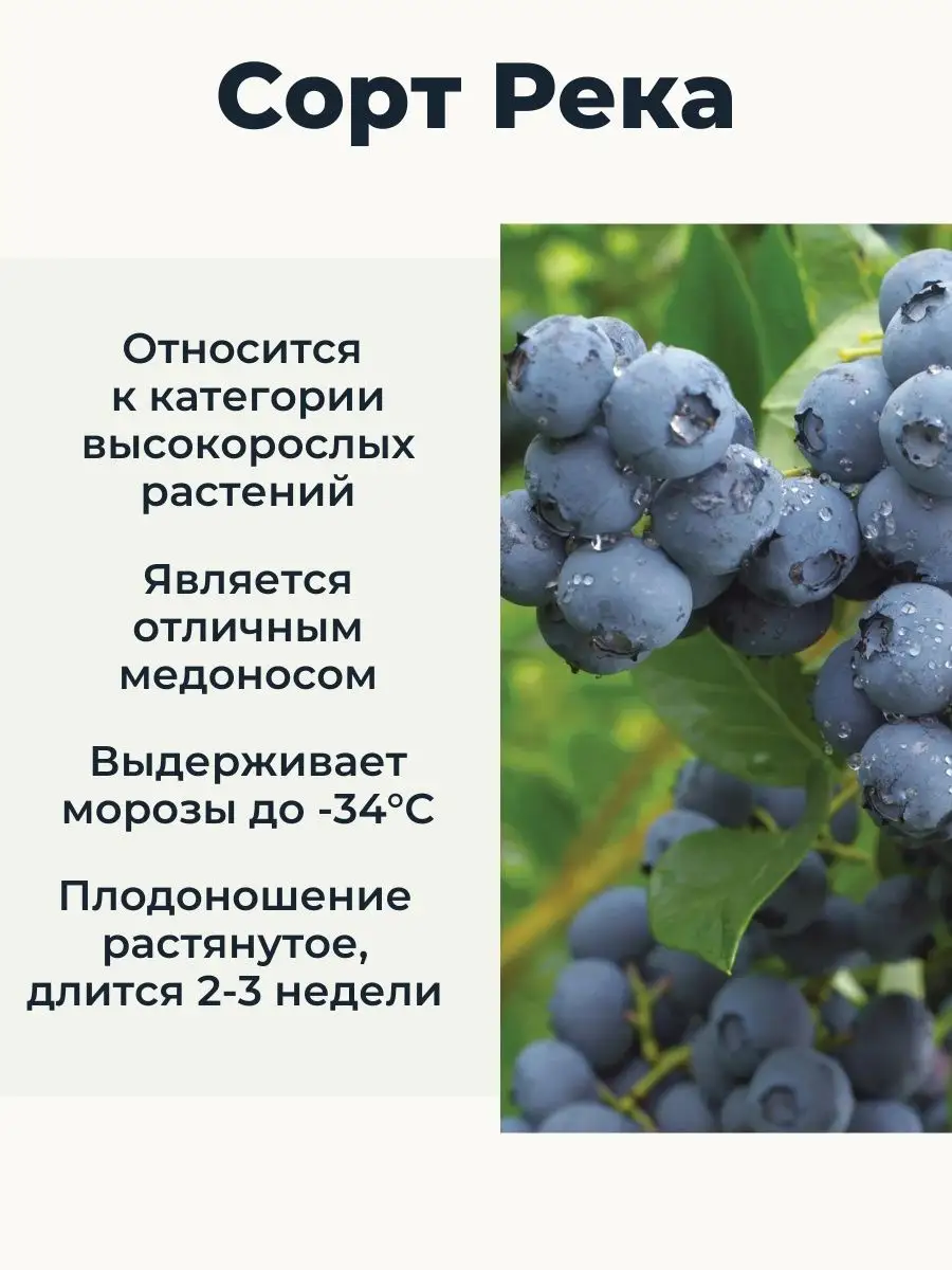 Река голубика описание сорта фото отзывы садоводов Голубика садовая река описание сорта фото отзывы садоводов фото