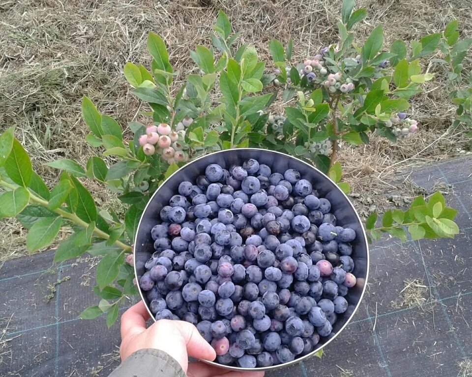 Река голубика описание сорта фото отзывы садоводов Купить Голубика "Река" с доставкой по Минску и Беларуси - Zelensad