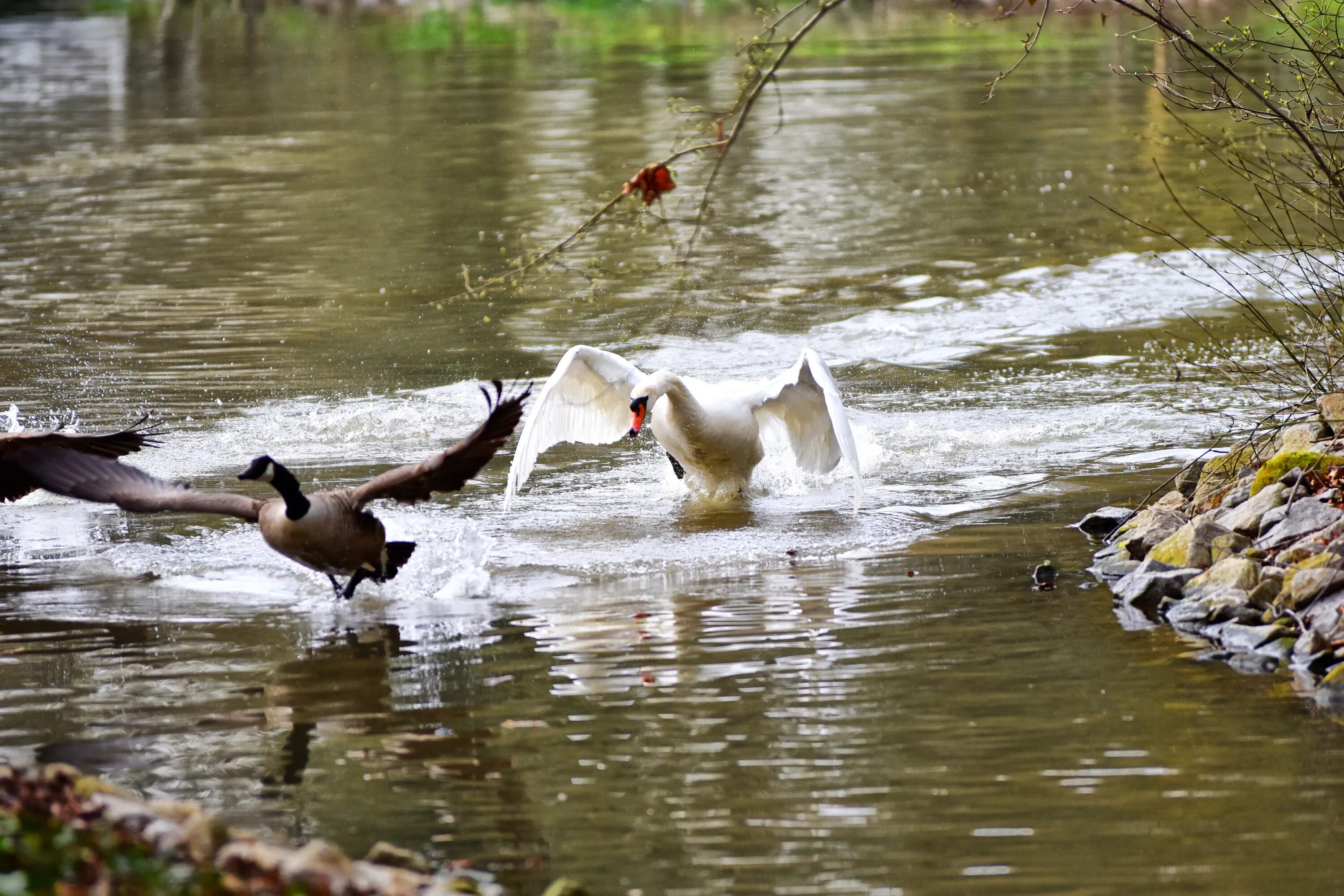 Река гусь фото Free Images : nature, lake, animal, river, pond, wildlife, fauna, swan, duck, wa