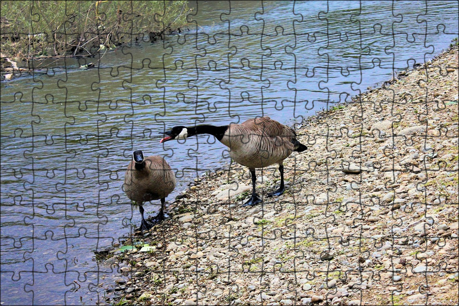 Река гусь фото Магнитный пазл 27x18см."Гуси, река, природа" на холодильник - купить с доставкой