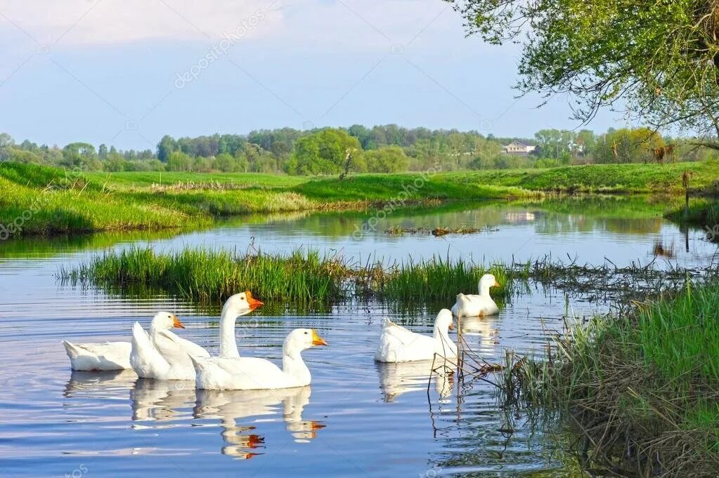 Река гусь фото Фермерские продукты, отдых на ферме, Колхозная ул., 1, д. Михино - Яндекс Карты