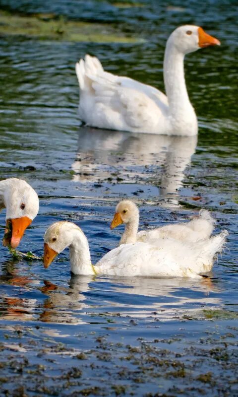 Река гусь фото Download wallpaper summer, water, birds, river, geese, section animals in resolu