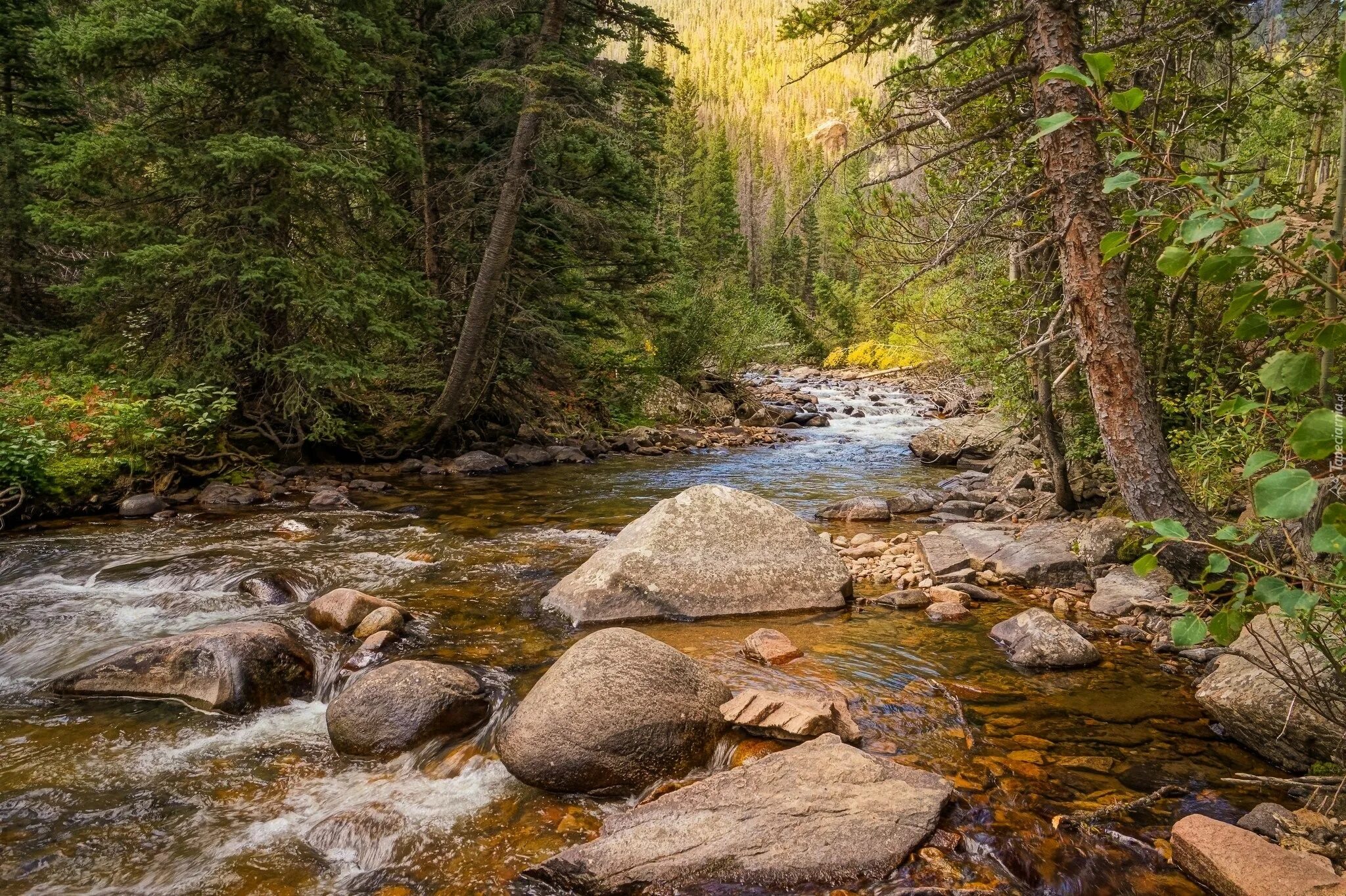 Река камни фото Rzeka, Kamienie, Las, Drzewa Parco nazionale di banff, Banff, Parchi nazionali