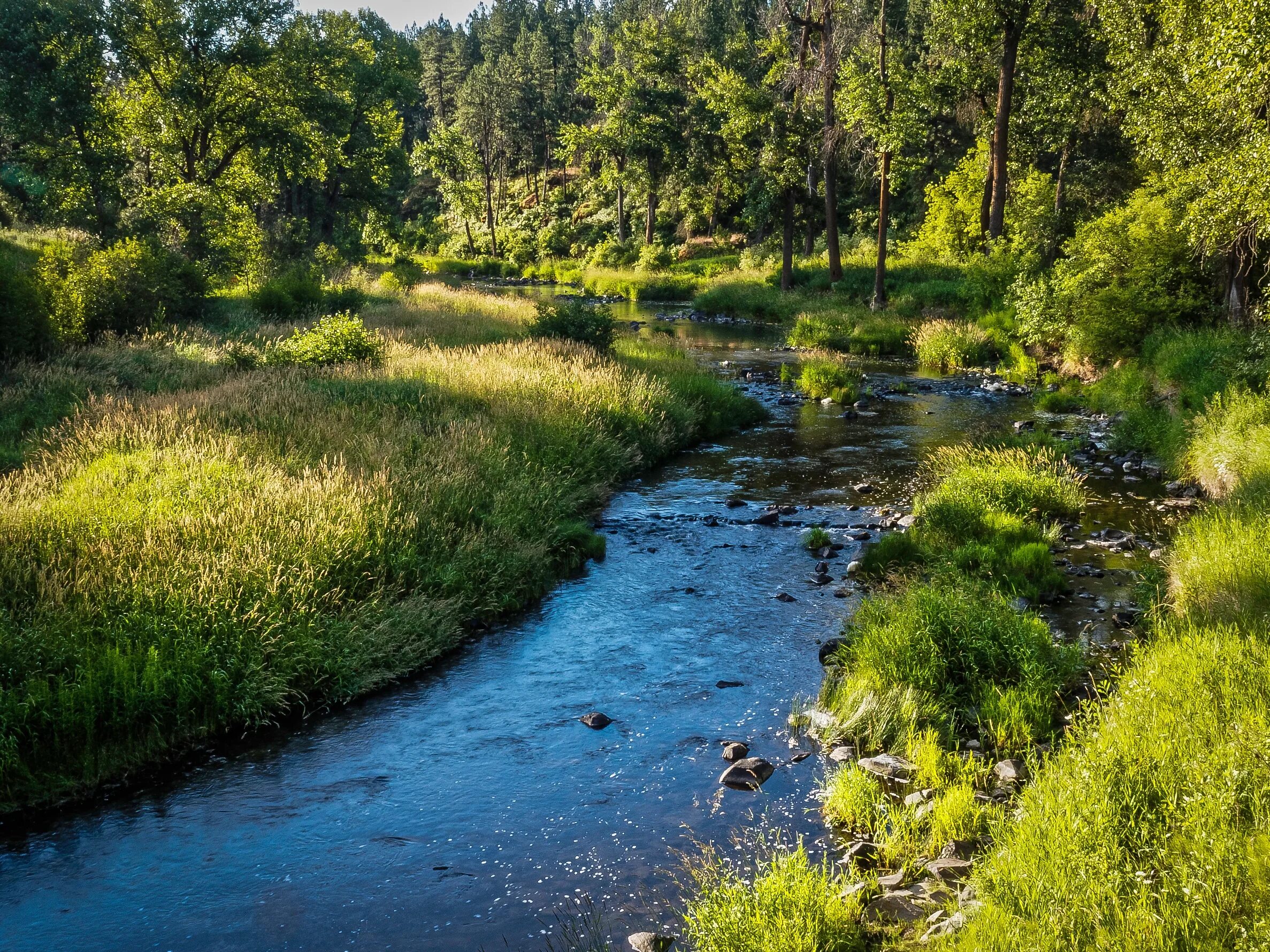 Река карла фото Download wallpaper greens, forest, summer, grass, the sun, trees, stream, stones