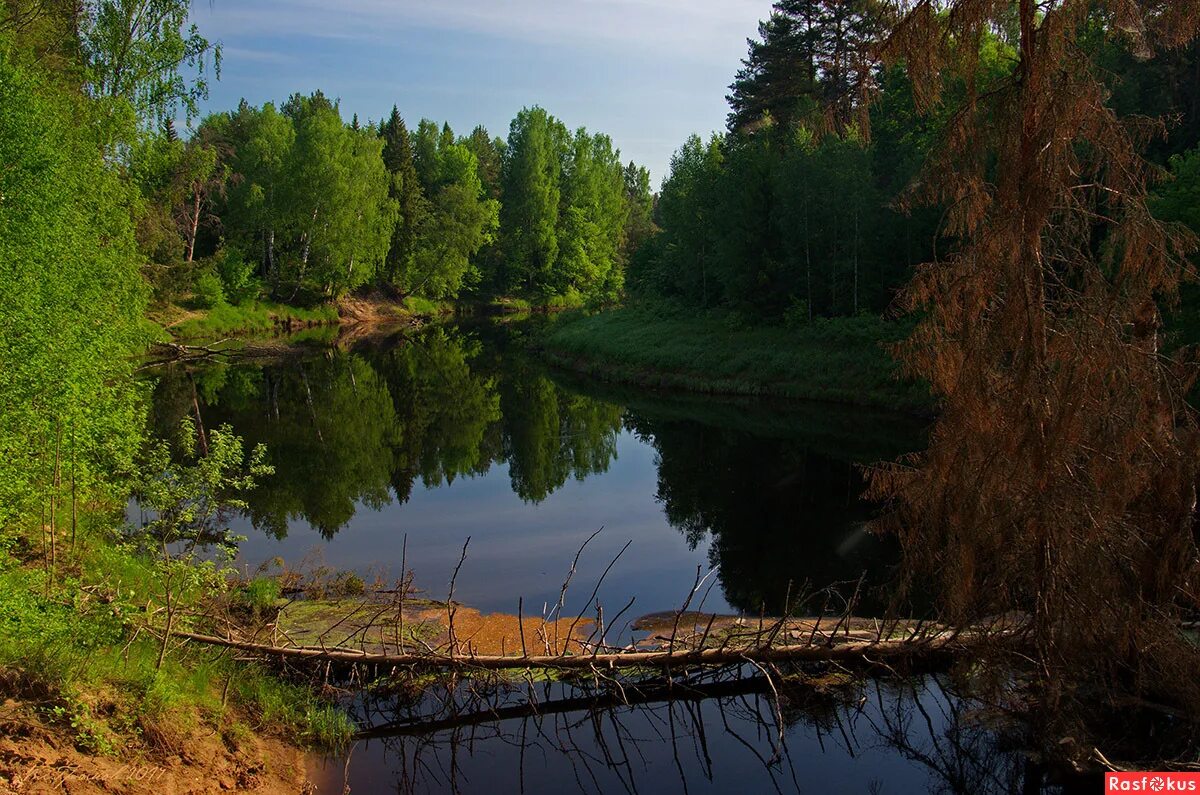 Река керженец фото Фото: р.Керженец. Утро.. Фотограф Громов Владимир. Пейзаж. Фотосайт Расфокус.ру