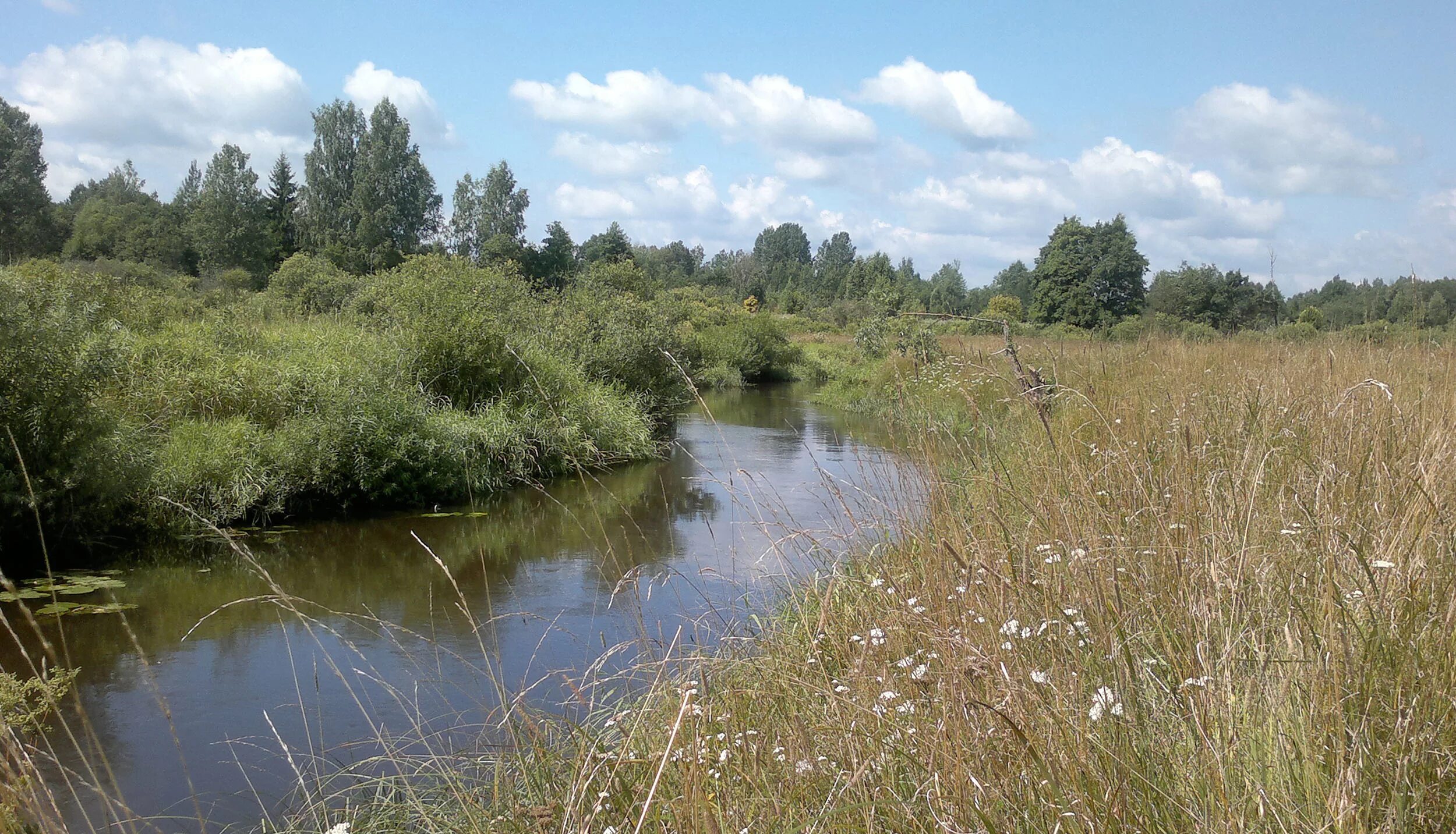 Река кунья фото Река Кунья. Деревня Болебино, Великолукский район.