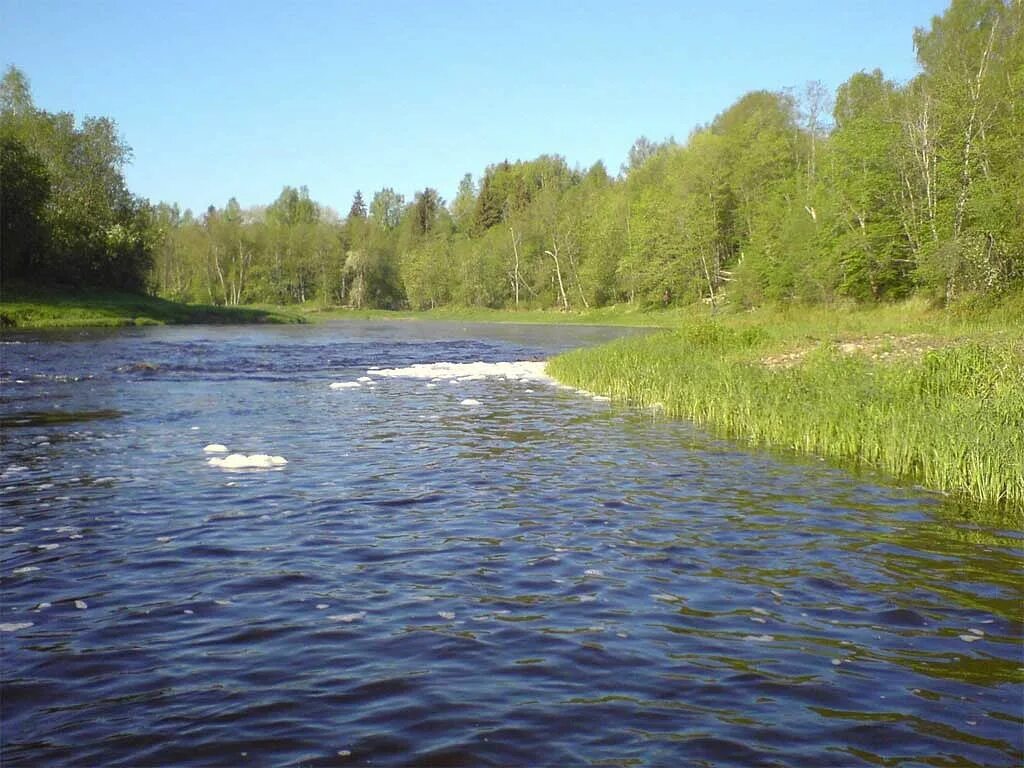 Река кунья фото Река Кунья Марийские Лесоходы