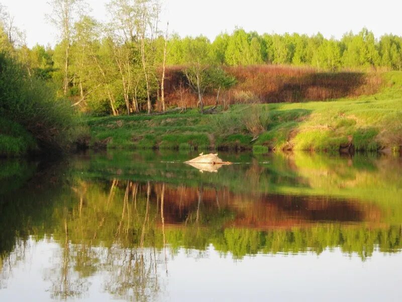 Река кунья фото Река кунья посадский район рыбалка - BlesnaRossii.ru