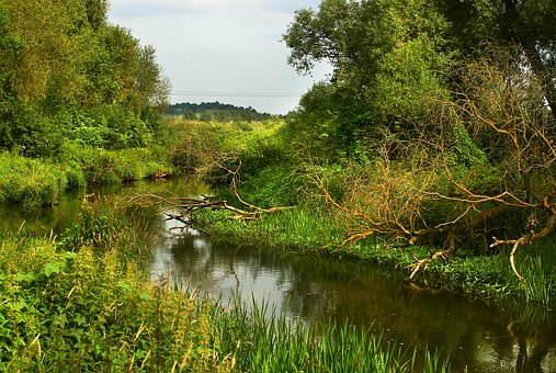 Река кусты фото Autor Skibka Photo - Pixabay - Foto gratuita no Pixabay Photo, Outdoor, Water