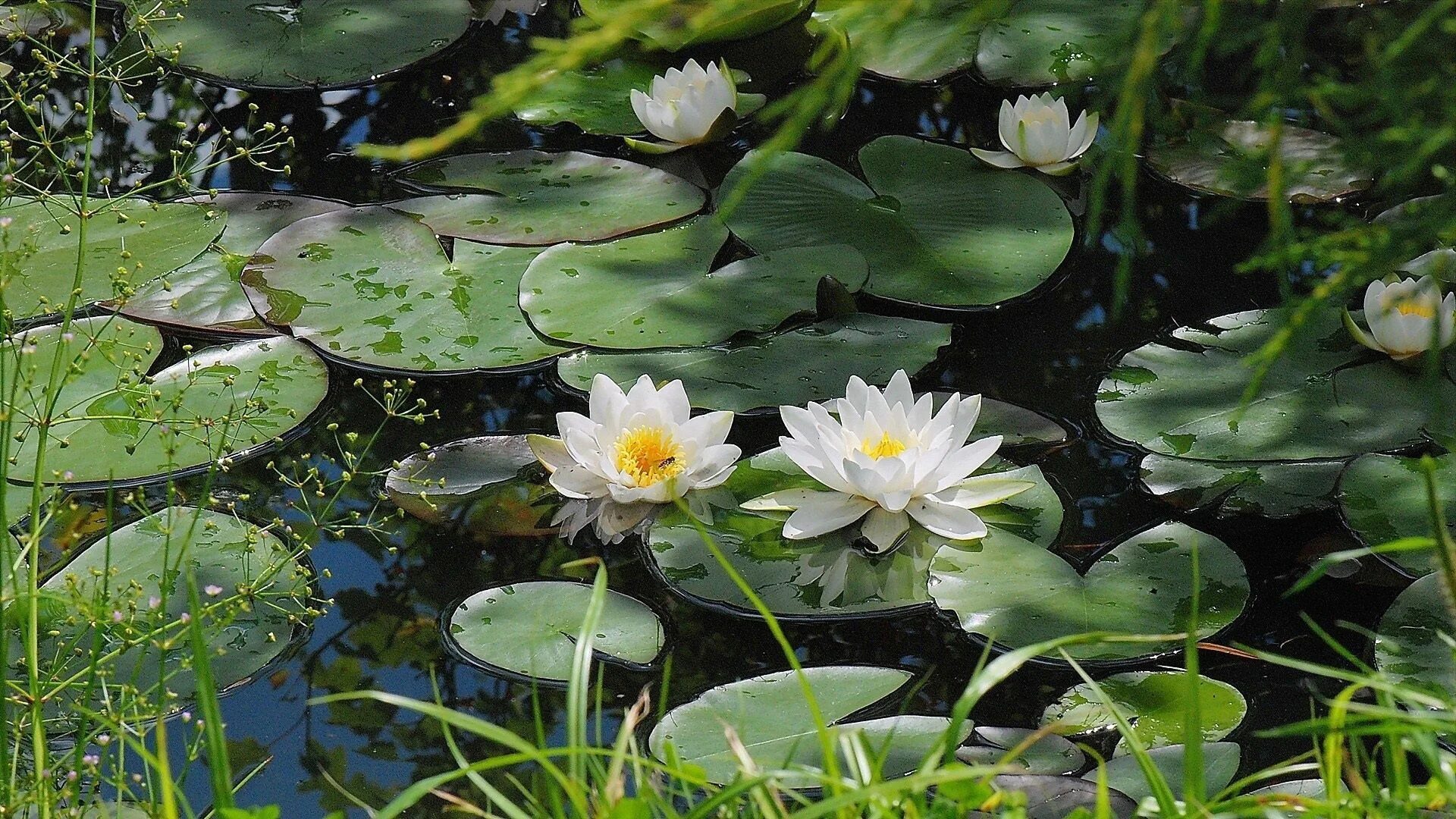 Река кувшинки фото white water lily pond - Google Search Wallpaper achtergronden, Achtergronden, Hd