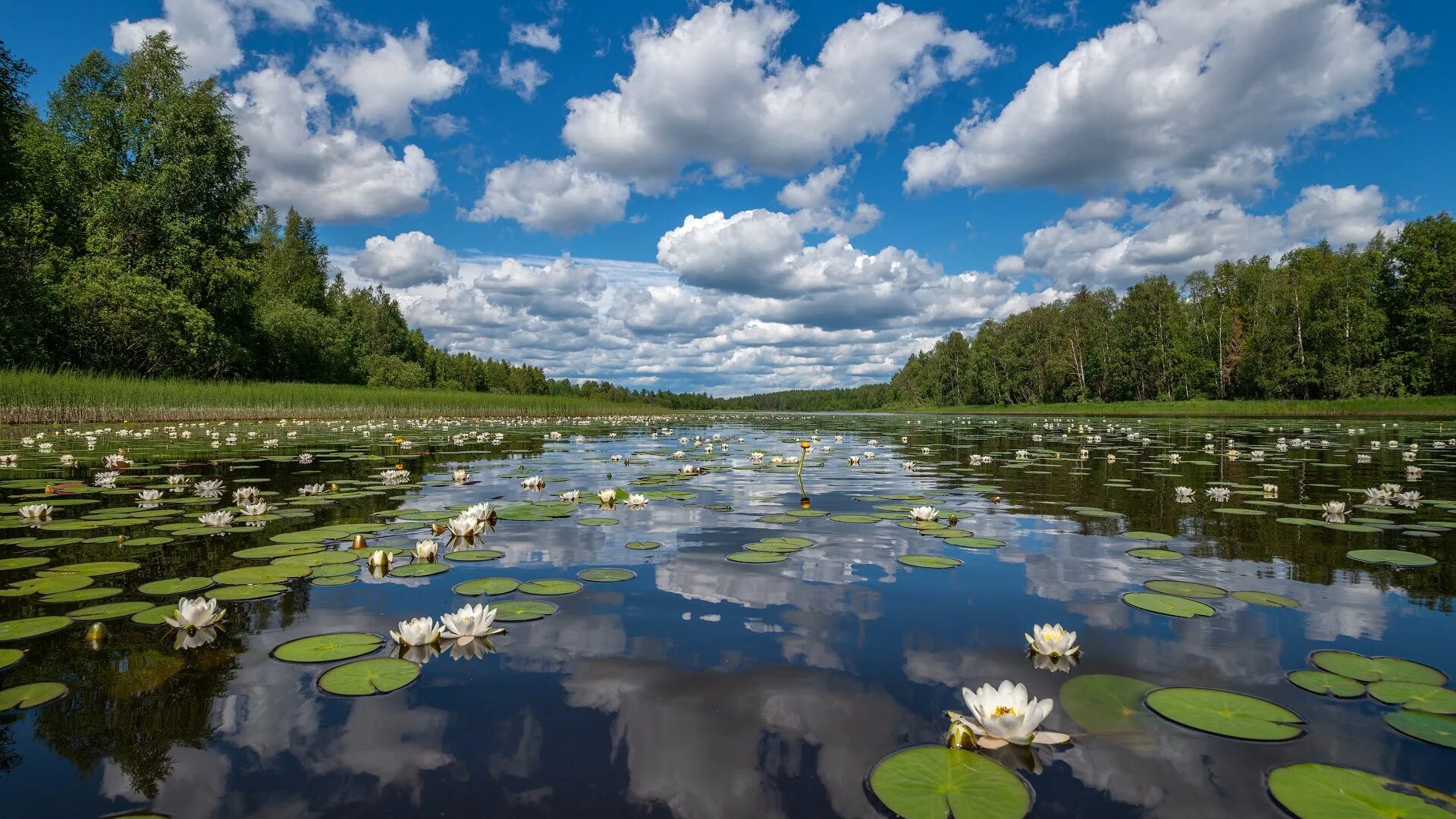 Река кувшинки фото Фотограф Роман Горячий