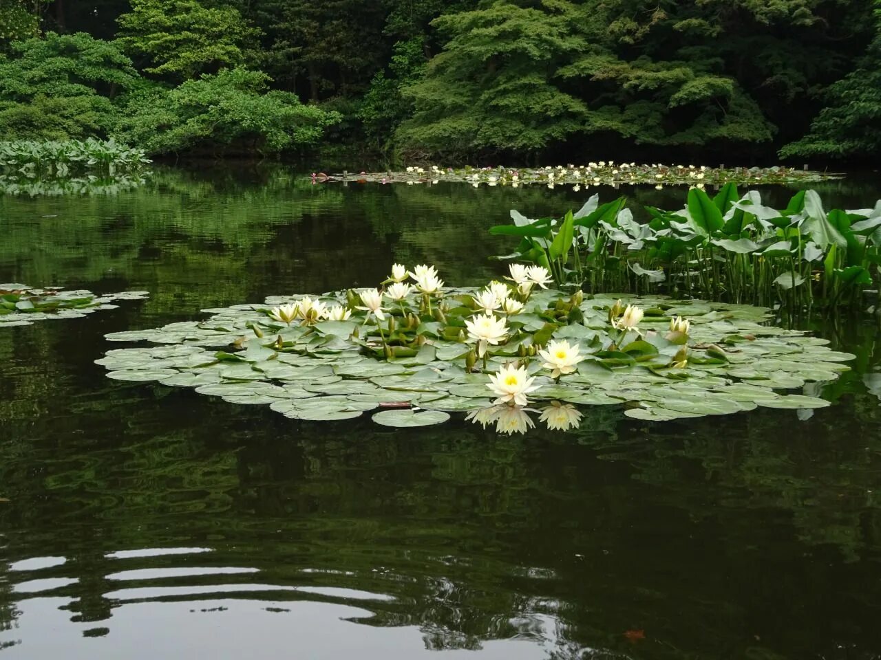 Река кувшинки фото Nouli Nature, Nature aesthetic, Water lily pond