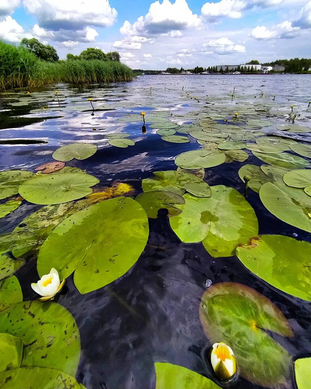 Река кувшинки фото У реки (Дмитрий Подгорнов) / Стихи.ру