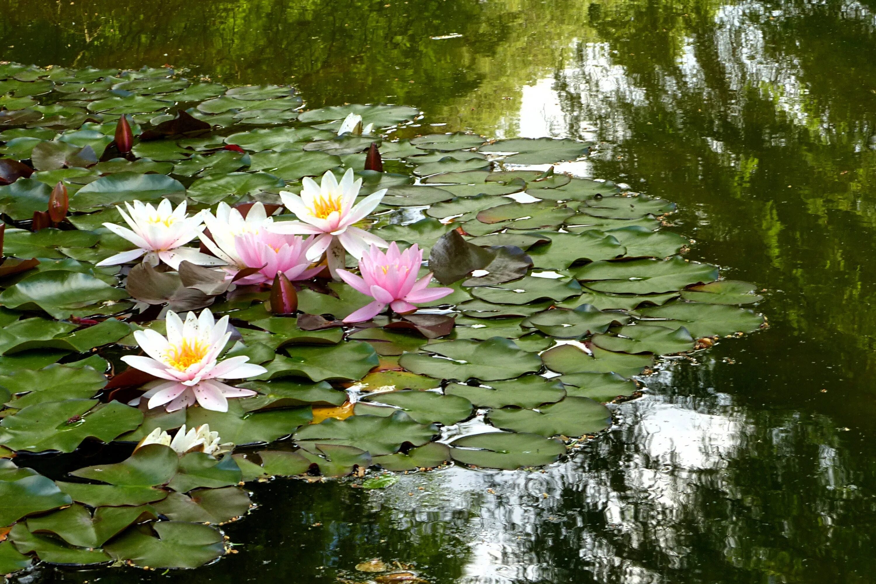 Река кувшинки фото Free Images : nature, blossom, meadow, leaf, flower, summer, pond, botany, garde