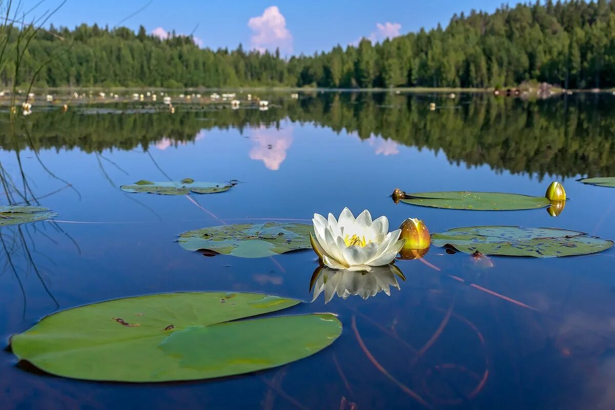 Река кувшинки фото Волшебный рассвет в царстве кувшинок. - Фото № 304403