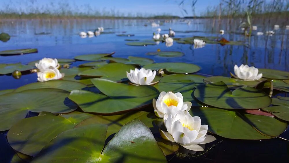 Река кувшинки фото Nokia Lumia в руках профессиональных фотографов / Habr