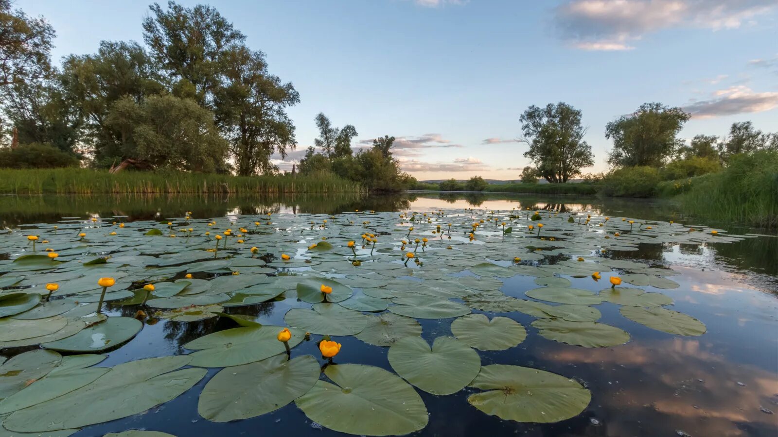 Река кувшинки фото 15 июня 2019, Самарская обл