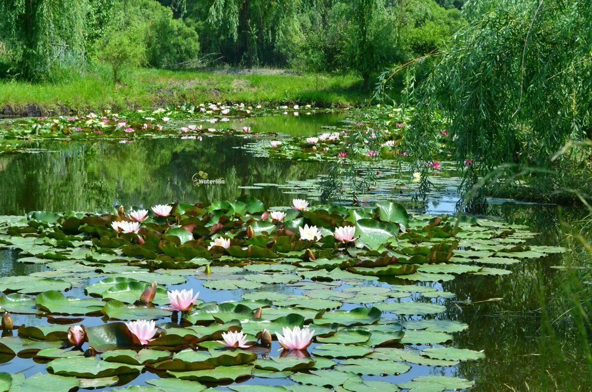 Река кувшинки фото Пруд с кувшинками (55 фото) Outdoor, Outdoor decor, Water